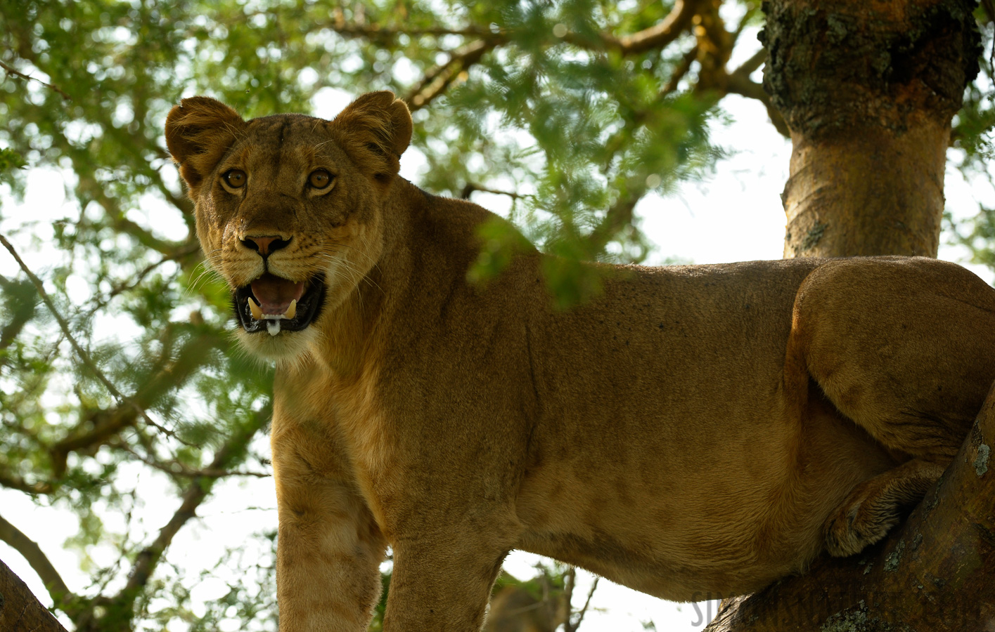 Panthera leo leo [200 mm, 1/320 sec at f / 7.1, ISO 800]